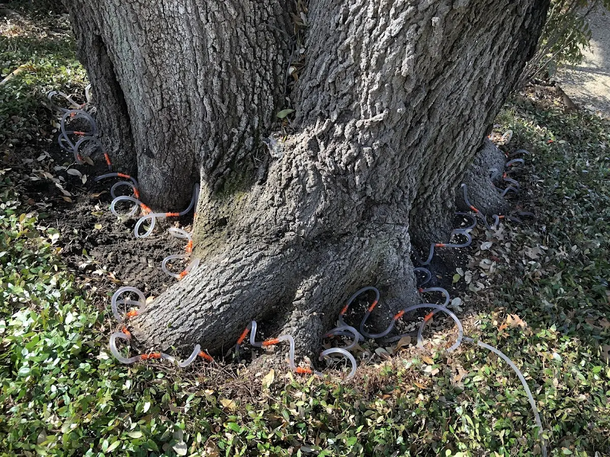 Detailed Tree Cabling and Bracing job site in Dennysville