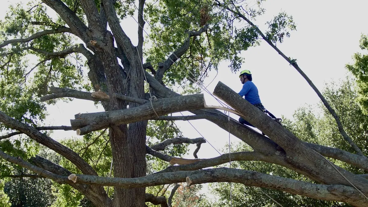 Professional Hazardous Tree Removal performed by certified arborists in Dennysville