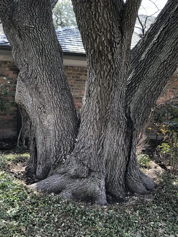 Mature heritage tree close to a Dennysville property cared for by certified arborists